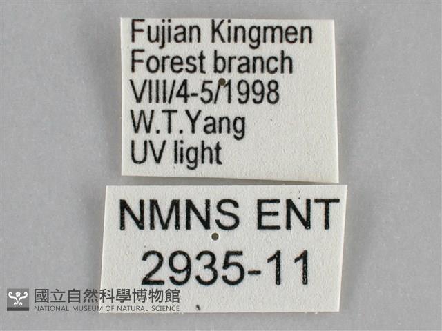 後黃人面天蛾藏品圖，第3張