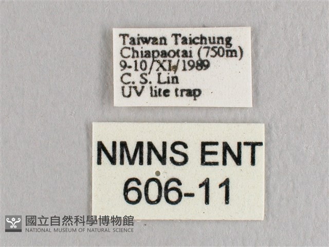 彎黑黃鉤蛾藏品圖，第3張