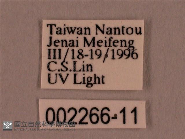 黑胸帶蛾藏品圖，第3張