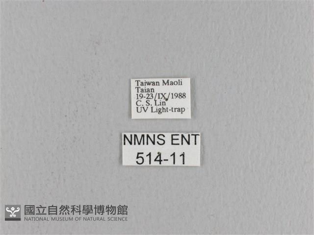 松大毛蟲藏品圖，第3張