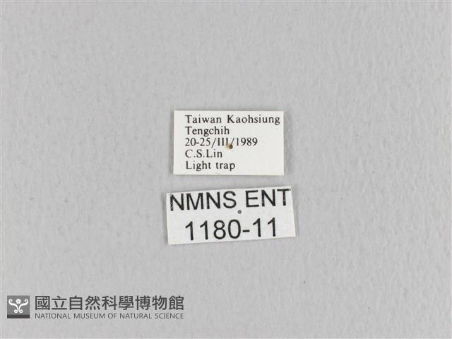 臺灣枯葉蛾藏品圖，第3張