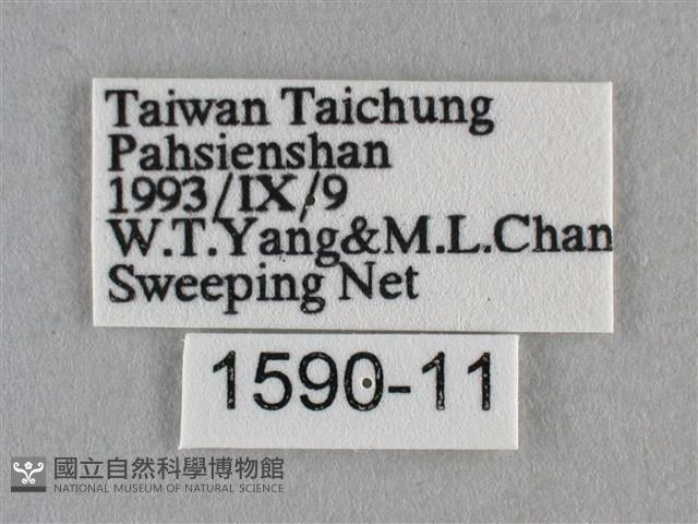 波灰蝶藏品圖，第3張