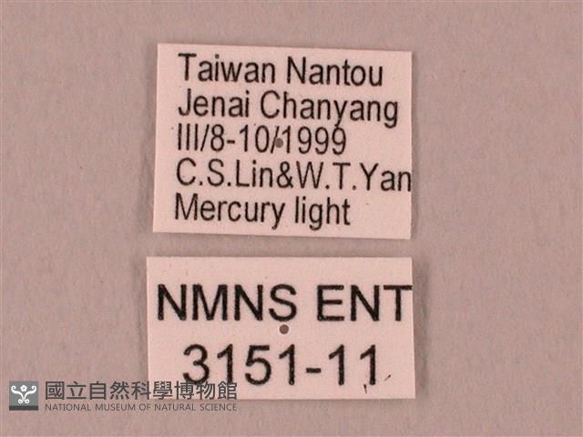 栗六點天蛾藏品圖，第3張