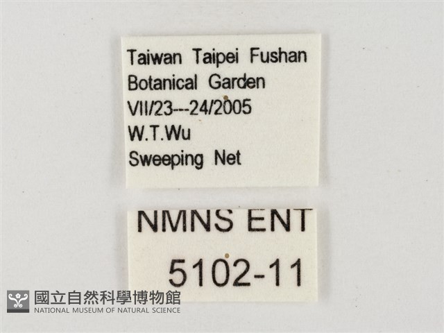 飛龍白粉蝶藏品圖，第3張