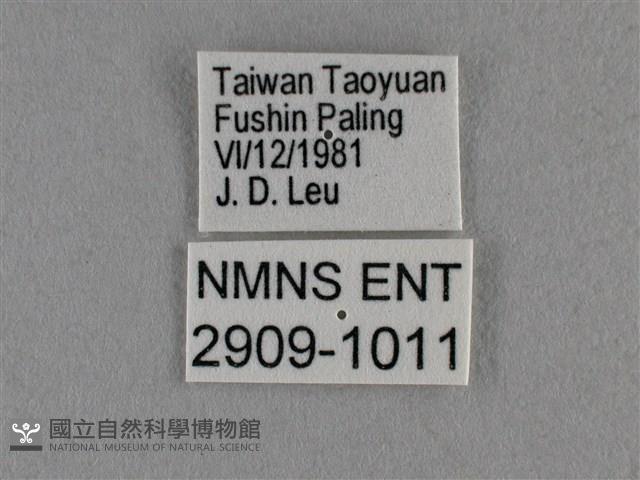 臺灣榿翠灰蝶藏品圖，第3張
