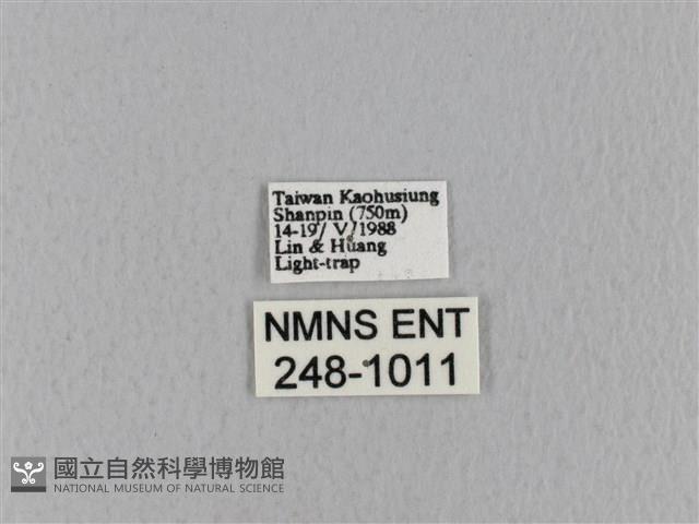 青枯葉蛾藏品圖，第3張