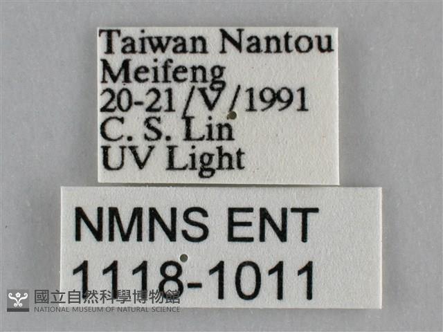 雙峰霜尺蛾藏品圖，第3張