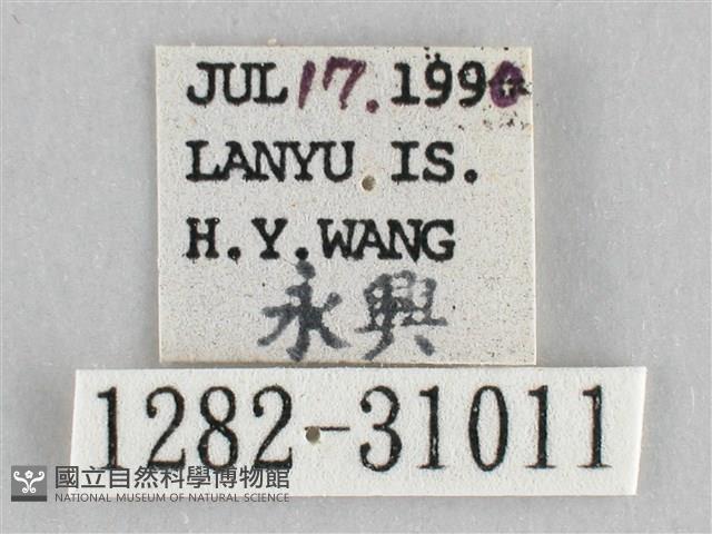 霜天蛾藏品圖，第3張