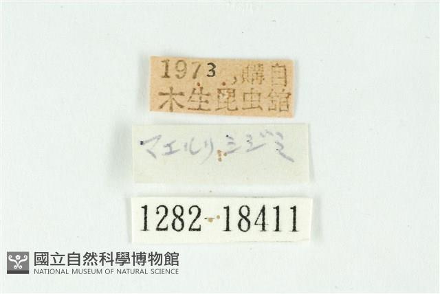 巒大鋸灰蝶藏品圖，第3張