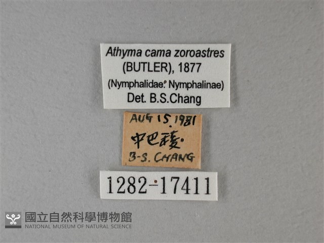 雙色帶蛺蝶藏品圖，第3張