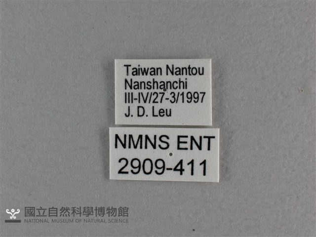 小雙尾蛺蝶藏品圖，第3張