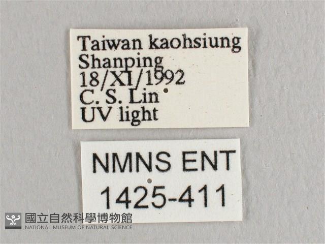 彎黑黃鉤蛾藏品圖，第3張