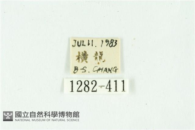 白斑散紋夜蛾藏品圖，第3張