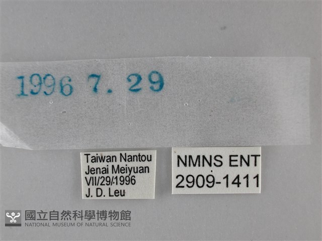 黃紋孔弄蝶藏品圖，第3張