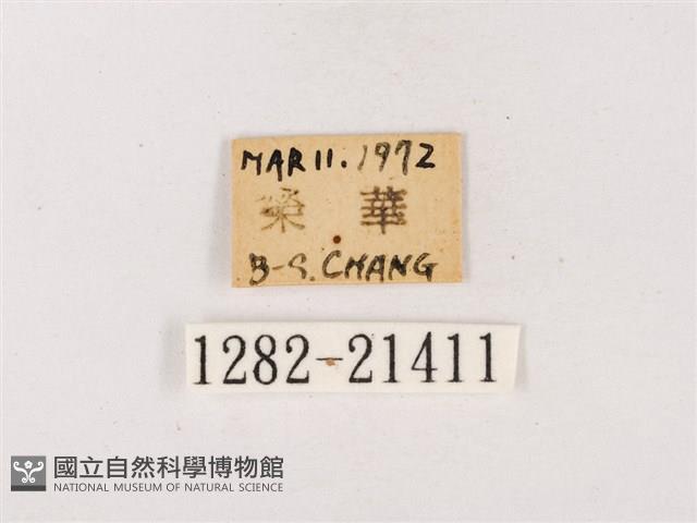 嫵琉灰蝶藏品圖，第3張