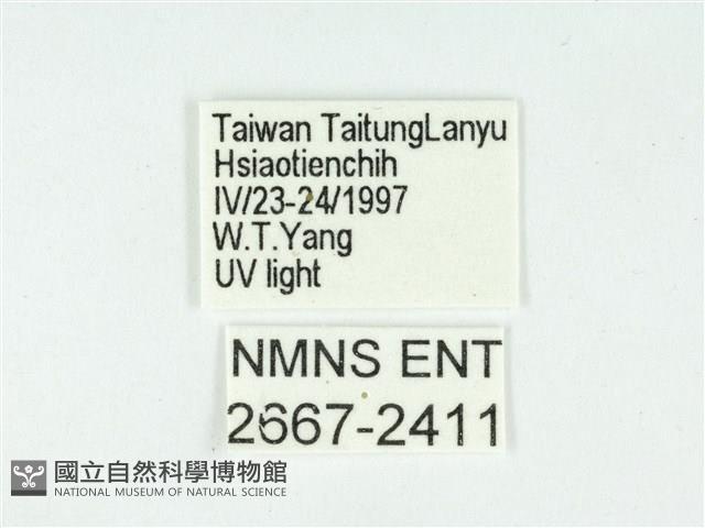 叉紋閃舞蛾藏品圖，第3張