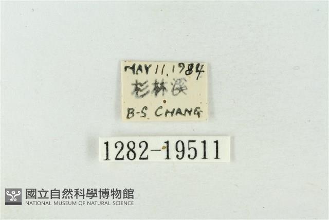 粉太波紋蛾藏品圖，第3張