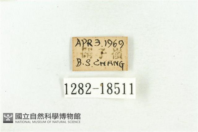 三斑虎灰蝶藏品圖，第3張