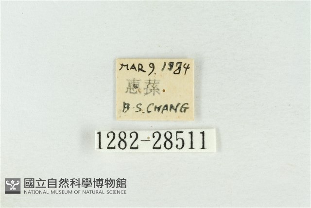 連珠波紋蛾藏品圖，第3張