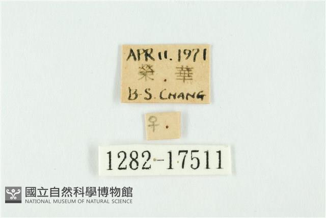 南方洒灰蝶藏品圖，第3張
