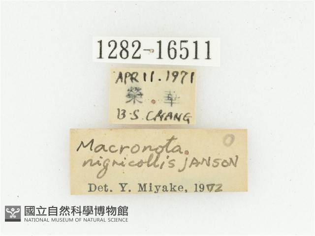 黑斑陷紋金龜藏品圖，第2張