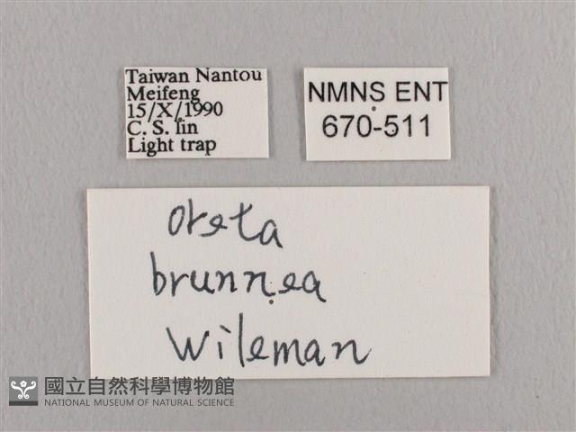 銀端帶鉤蛾藏品圖，第3張