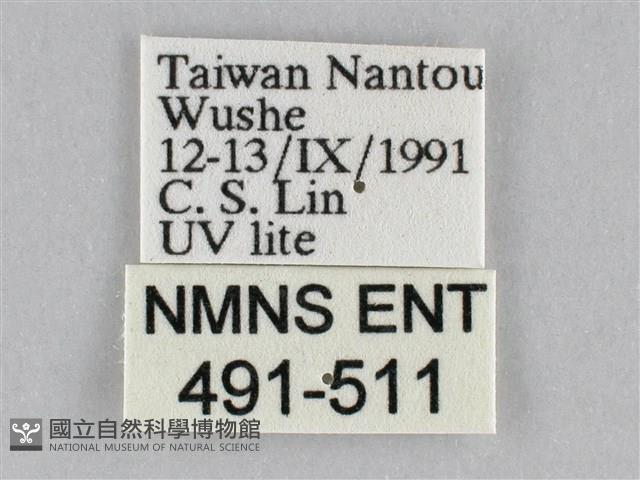 長斑擬燈蛾藏品圖，第3張