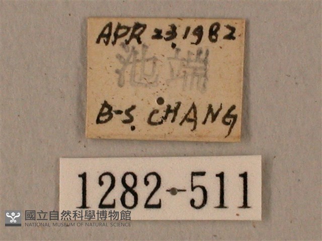 全緣缺角天蛾藏品圖，第3張