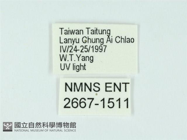 琉球雲紋網蛾藏品圖，第3張