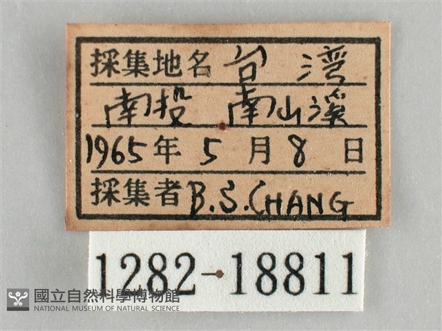 細波遷粉蝶藏品圖，第3張