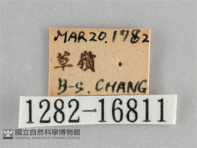 黯眼蛺蝶藏品圖，第3張