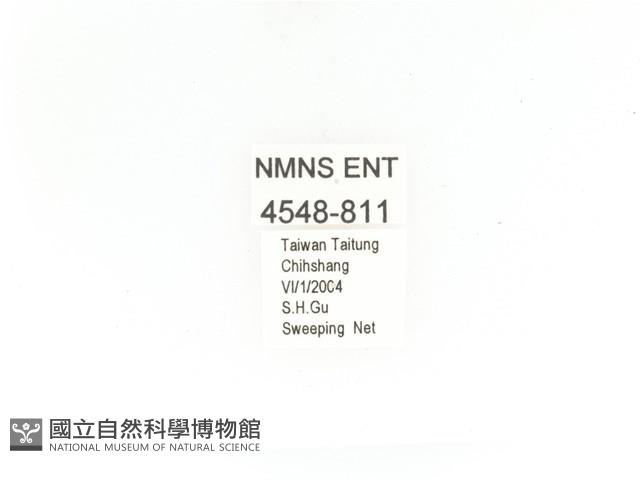 金艷騷金龜藏品圖，第2張