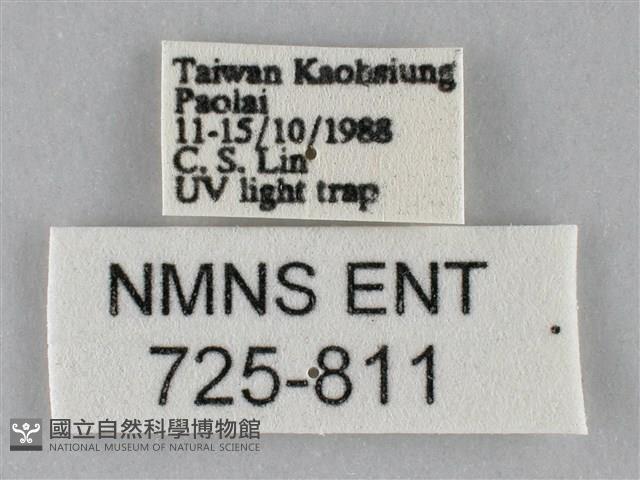 斜紋夜盜蛾藏品圖，第3張