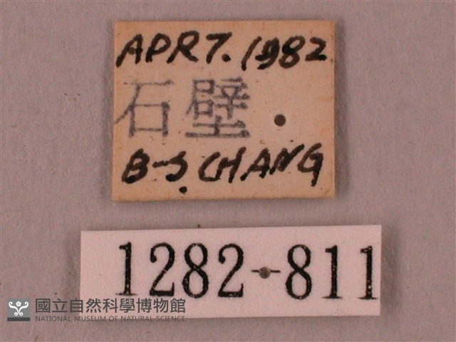 桃紅六點天蛾藏品圖，第3張