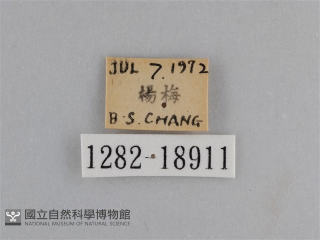 異紋紫斑蝶藏品圖，第3張