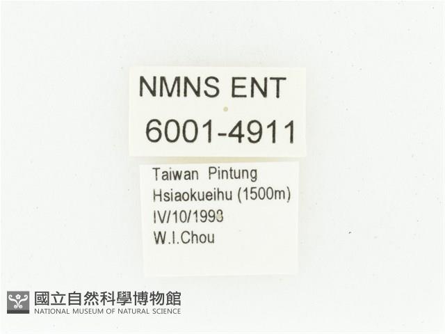 艷邊花金龜藏品圖，第2張