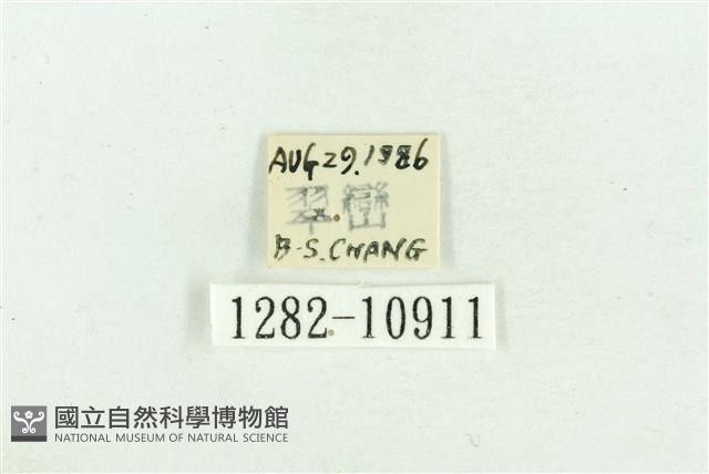 臺灣斑蕊夜蛾藏品圖，第3張