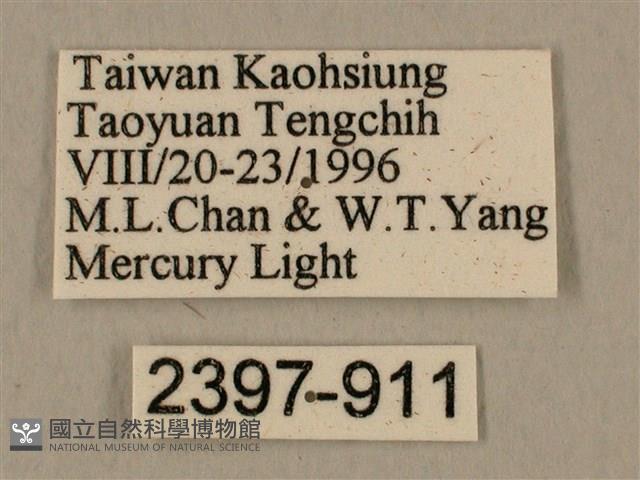 臺灣鷹翅天蛾藏品圖，第3張