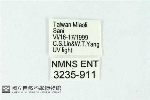 三條橙燈蛾藏品圖，第3張