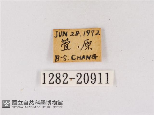 嫵琉灰蝶藏品圖，第3張