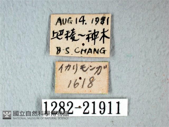 錨紋蛾藏品圖，第3張