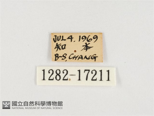 小紫斑蝶藏品圖，第3張