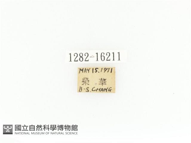 臺灣角金龜藏品圖，第2張