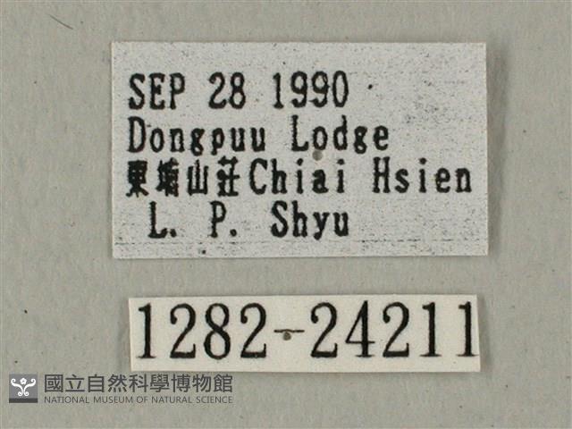 蝦殼天蛾藏品圖，第3張