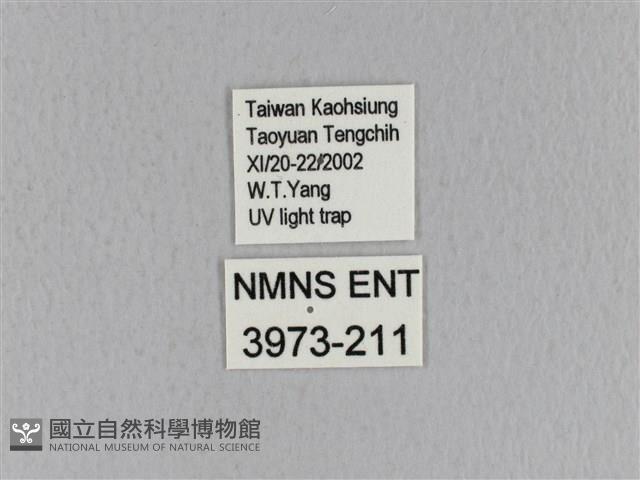 青枯葉蛾藏品圖，第3張