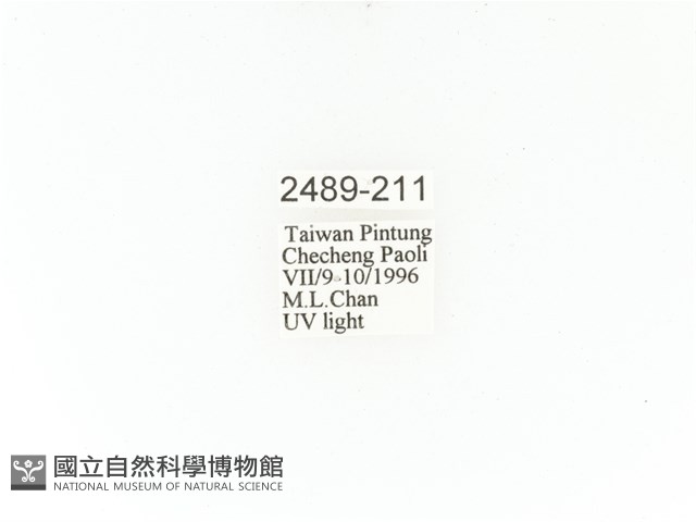 臺灣角金龜藏品圖，第2張