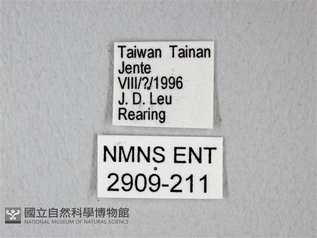 緣點白粉蝶藏品圖，第3張