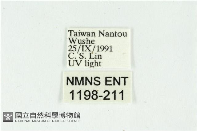 白斑散紋夜蛾藏品圖，第3張