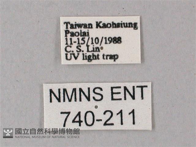 藏斜紋天蛾藏品圖，第3張