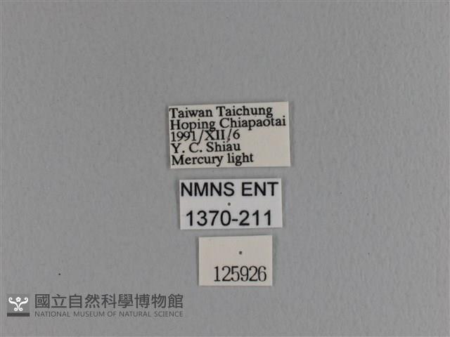 波紋枯葉蛾藏品圖，第3張